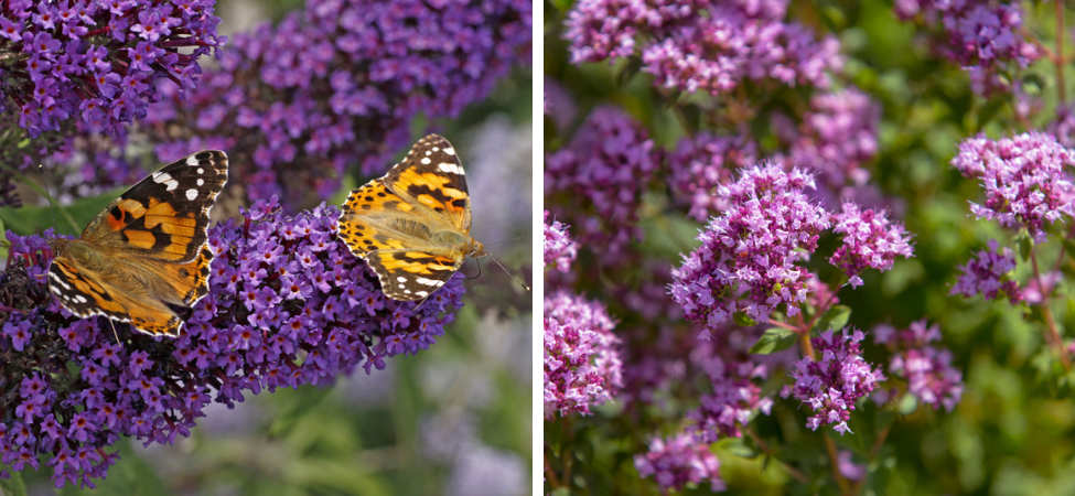 Groencentrum Witmarsum | Top 5 inheemse tuinplanten