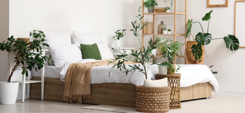 Groencentrum Witmarsum | XXL kamerplanten Groencentrum Witmarsum | XXL kamerplanten