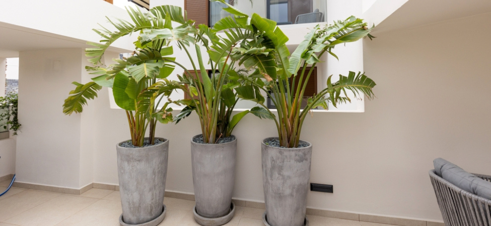 Groencentrum Witmarsum | XXL kamerplanten Groencentrum Witmarsum | XXL kamerplanten