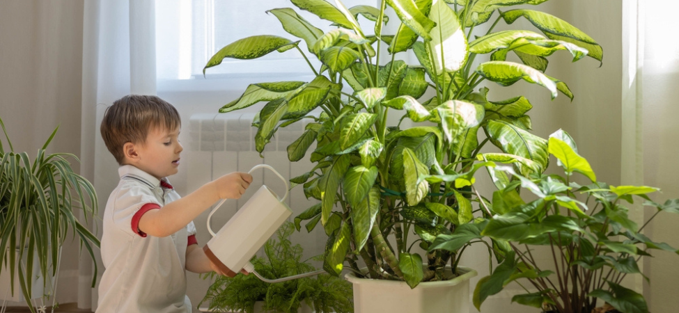 Groencentrum Witmarsum | XXL kamerplanten Groencentrum Witmarsum | XXL kamerplanten