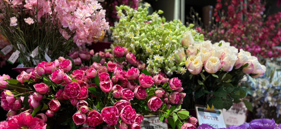 Groencentrum Witmarsum | Emerald zijdebloemen