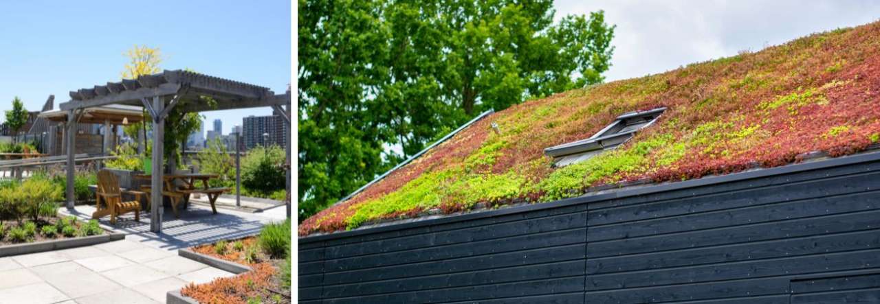 Groencentrum Witmarsum | Deze planten zijn geschikt voor een groen dak