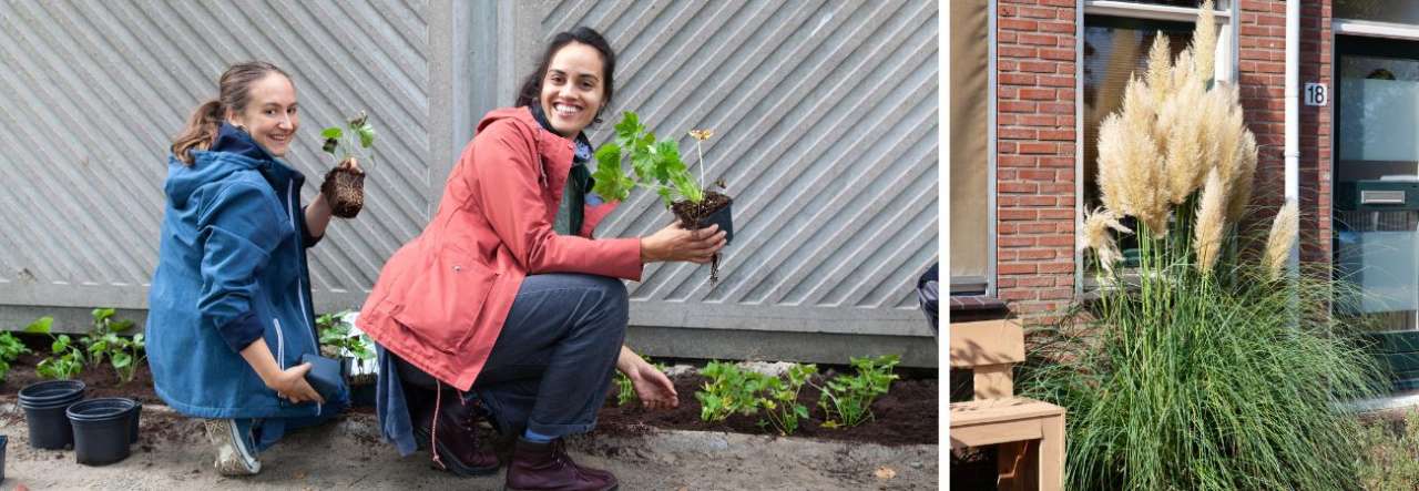 Groencentrum Witmarsum | Vergeten Plantseizoen