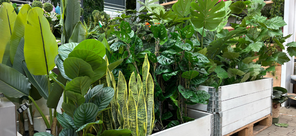 Groencentrum Witmarsum | Zijdeplanten