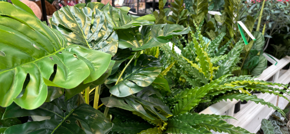 Groencentrum Witmarsum | Zijdeplanten