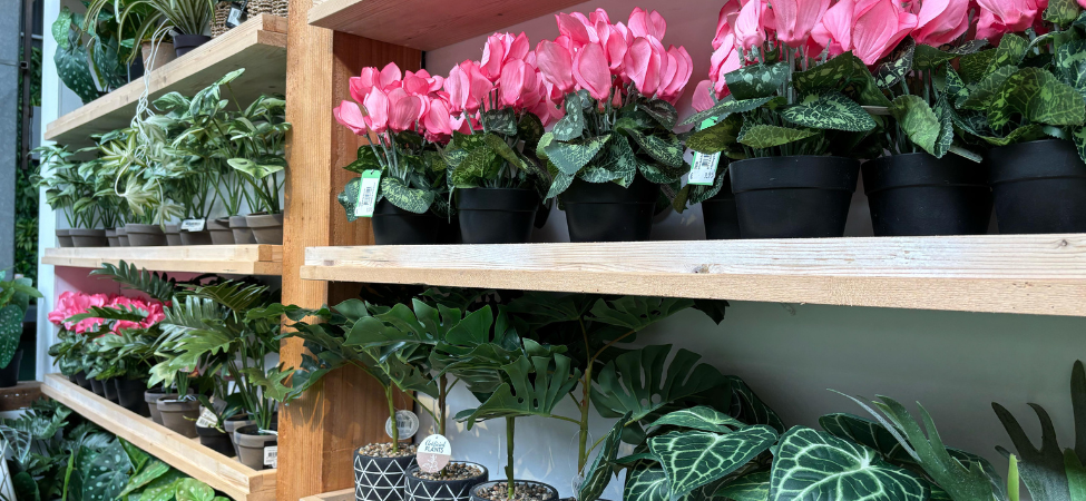 Groencentrum Witmarsum | Zijdeplanten