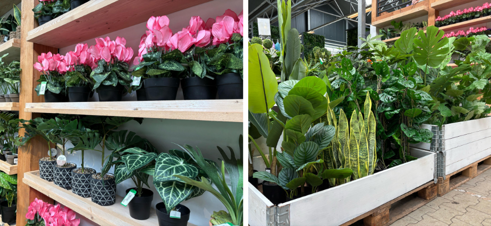 Groencentrum Witmarsum | Zijdeplanten