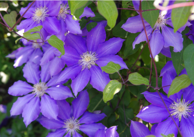 Clematis