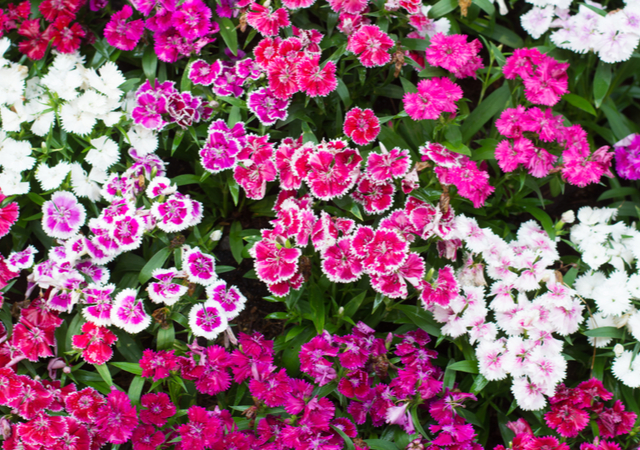 Dianthus