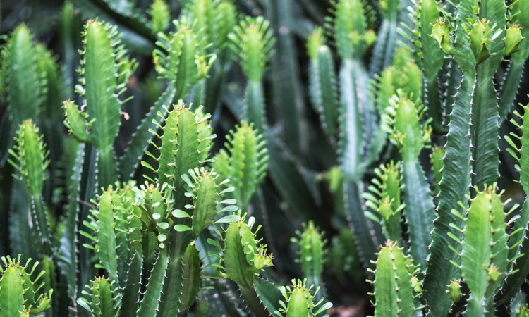 Cactus - Euphorbia ingens