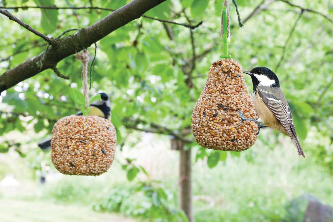 Vogels bijvoeren tips