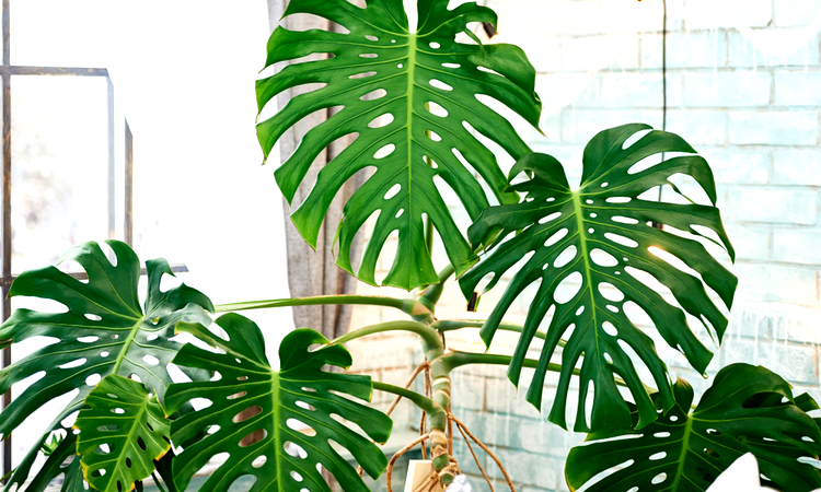 makkelijke plant kopen: Philodendron Monstera Deliciosa 