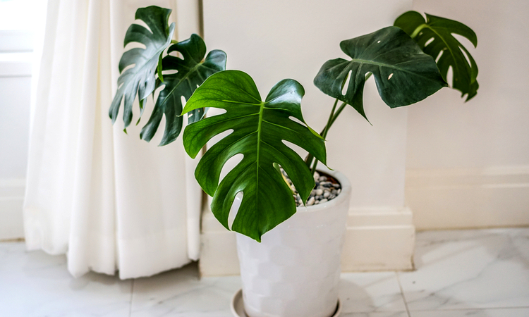 Philodendron