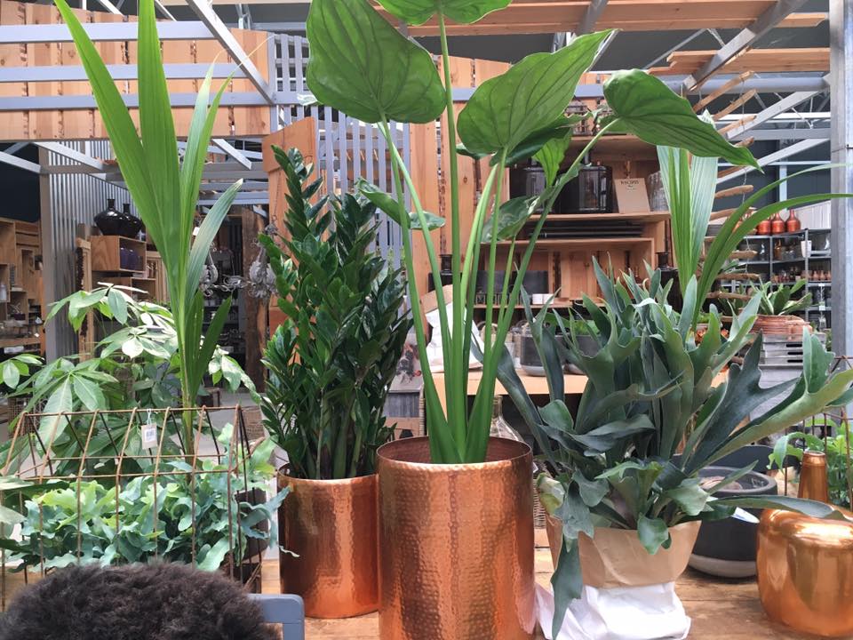 Prachtige kamerplanten nabij Bolsward Prachtige kamerplanten nabij Bolsward
