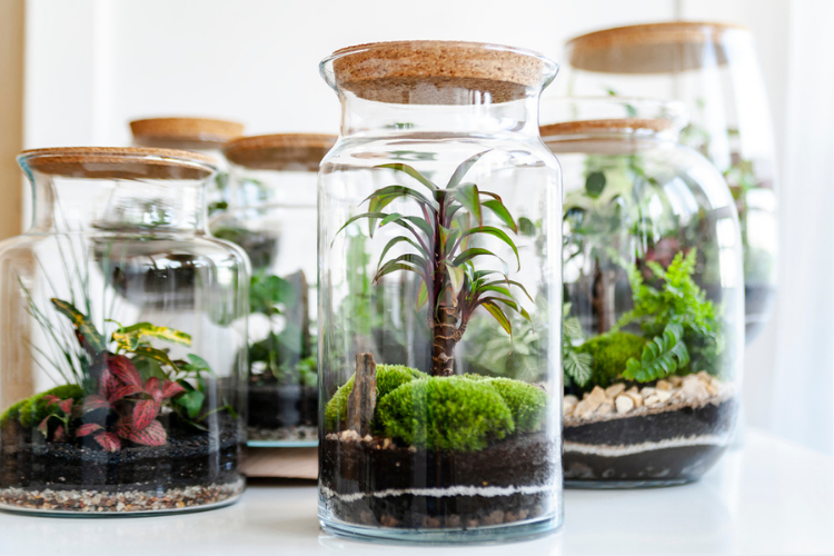 Terrariums Kwalitatieve Kamerplanten Groencentrum Witmarsum