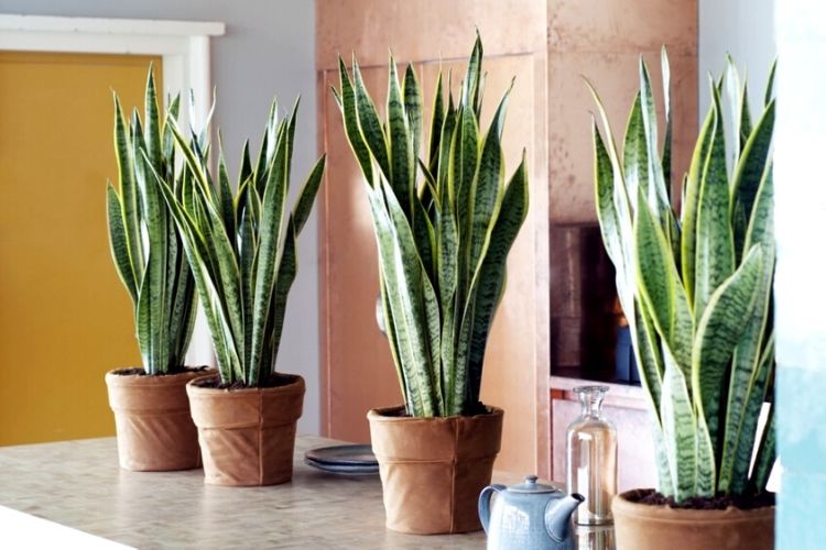 Sanseveria kopen in witmarsum