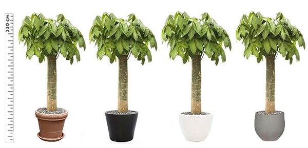 Wout Xl Kamerplant Groencentrum Witmarsum