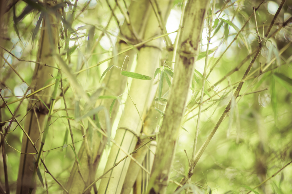 bamboe-kopen-witmarsum-friesland-tuinplant-siergrassen