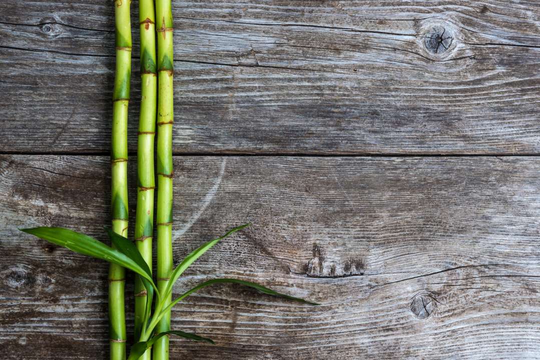 bamboe-kopen-witmarsum-friesland-tuinplant-siergrassen