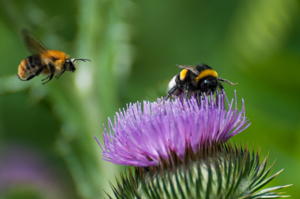 Tips voor een bij-vriendelijke tuin Groencentrum Witmarsum