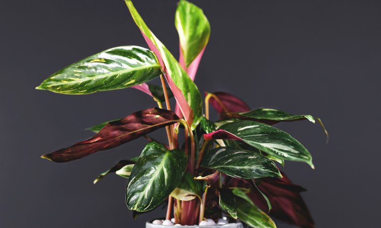 calathea kopen in witmarsum