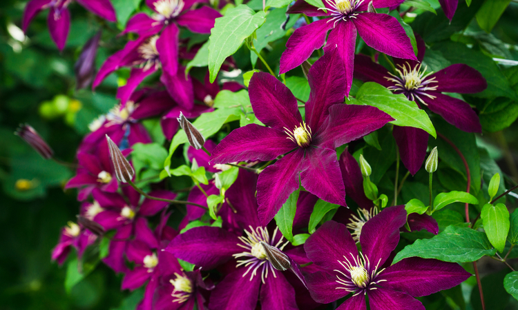 clematis