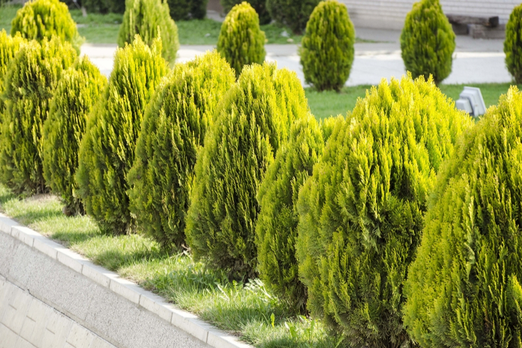 Haagplanten, buxus coniferen, bomen kopen