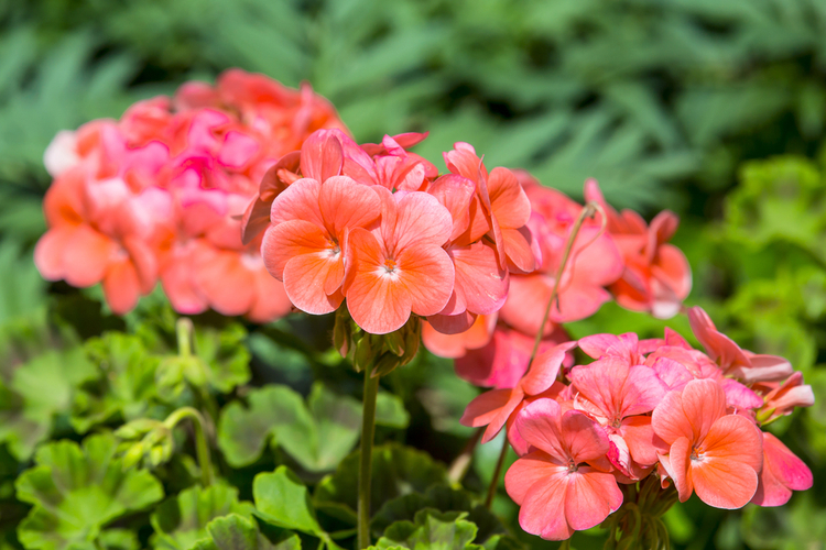 Koop jouw geranium hier bij witmarsum