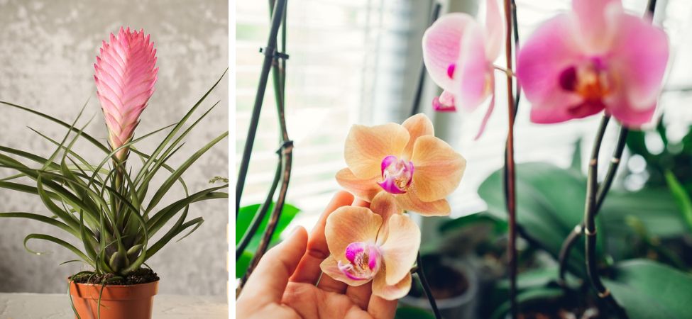 Groencentrum Witmarsum | Bloeiende kamerplanten | Orchidee