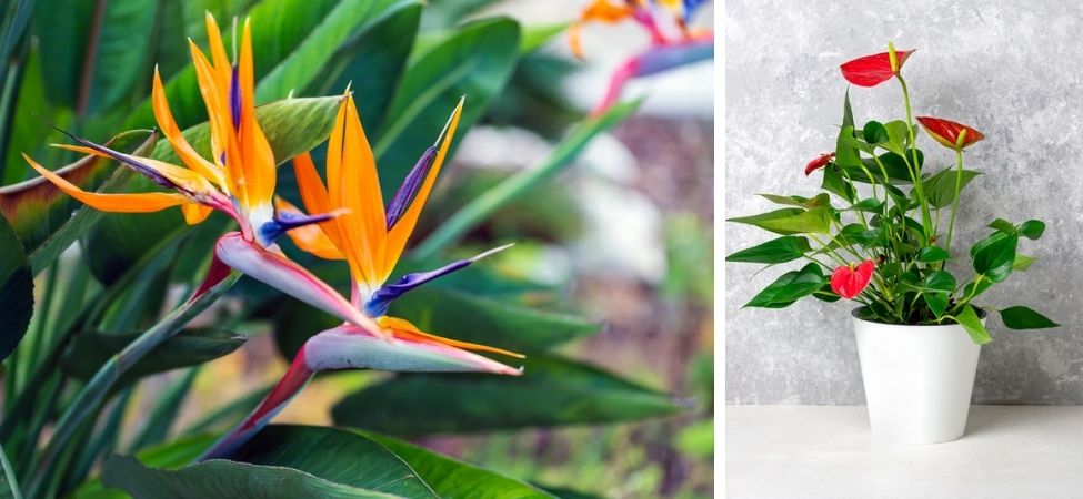 Groencentrum Witmarsum | Bloeiende kamerplanten | Strelitzia