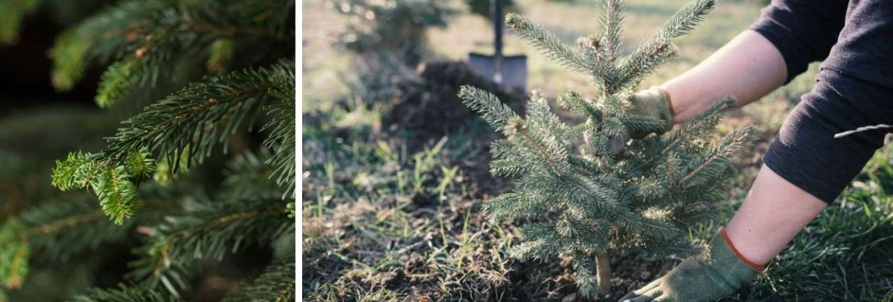 Groencentrum Witmarsum | Duurzame tips kerstbomen