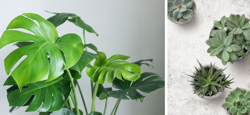 Groencentrum Witmarsum | Groene kamerplanten | Monstera | Vetplanten