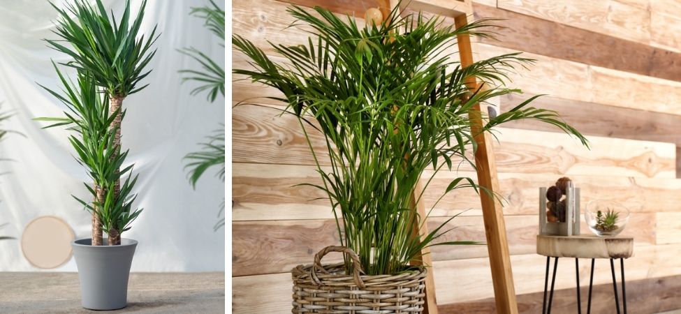 Groencentrum Witmarsum | Groene kamerplanten | Yucca | Goudpalm