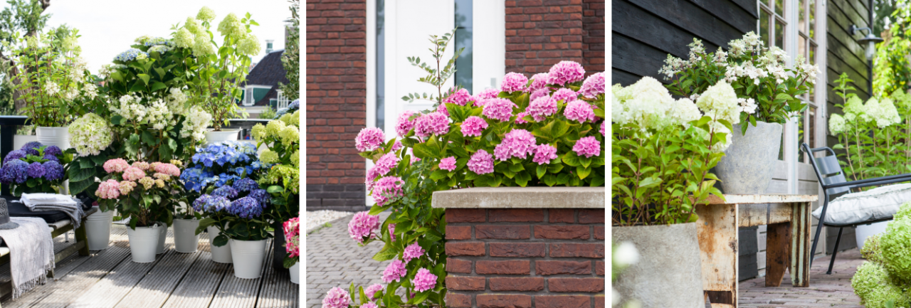 Groencentrum Witmarsum | Kamerplant en tuinplant: Hortensia