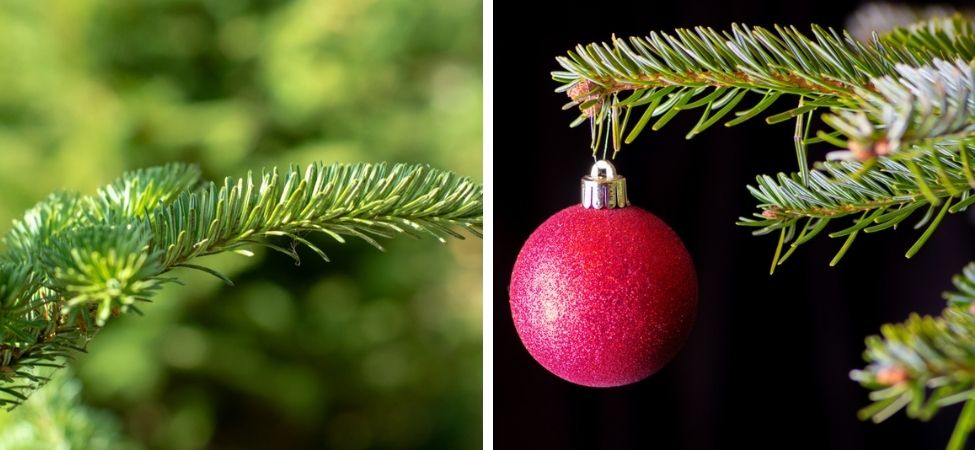 Groencentrum Witmarsum | Kerstboom kopen | Kerstshow Friesland