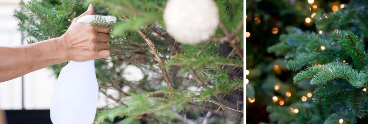 Groencentrum Witmarsum | Duurzame tips kerstbomen