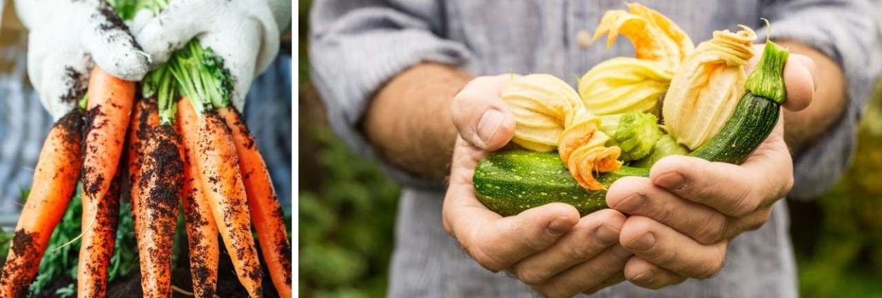 Groencentrum Witmarsum | Oogst uit de moestuin in juni en juli