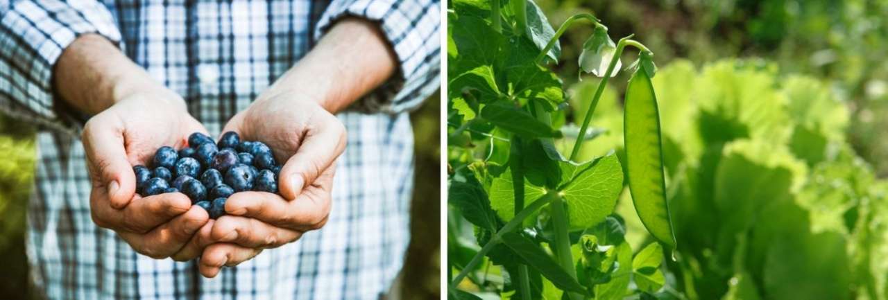 Groencentrum Witmarsum | Oogst uit de moestuin in juni en juli