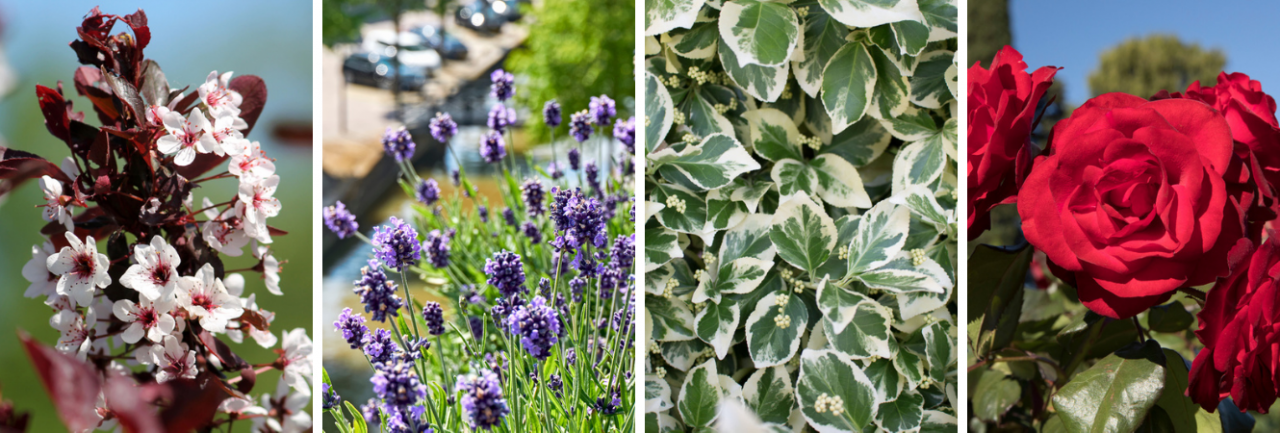 Groencentrum Witmarsum | Top 10 trendy tuinplanten