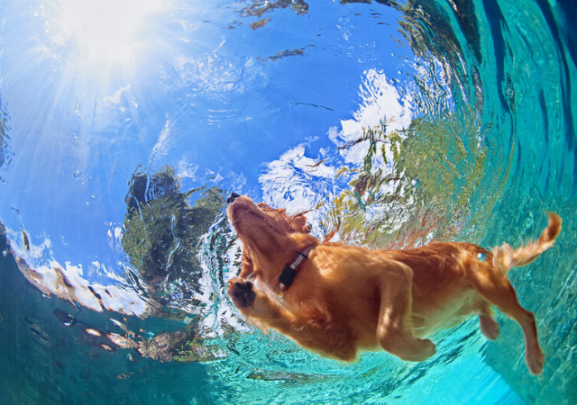 honden-katten-in-zomer