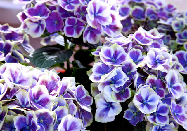 1. Ontdek de topper: Hortensia 