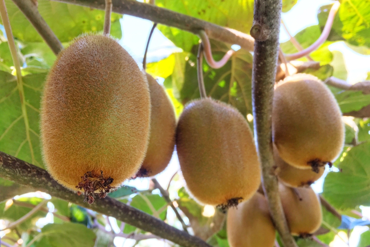 Tips voor klimfruit | Groencentrum Witmarsum