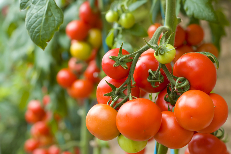 Moestuin zaden kopen in Witmarsum