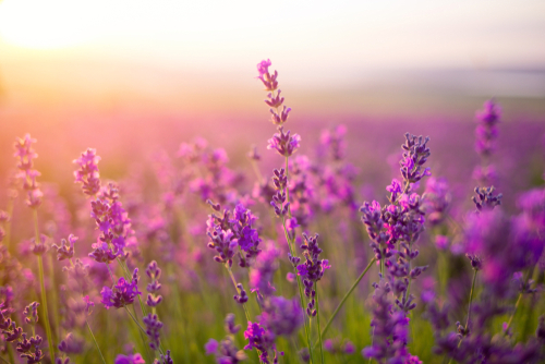 Lavendel plant kopen