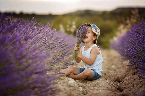 Lavendel plant kopen