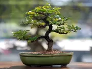 Bonsai