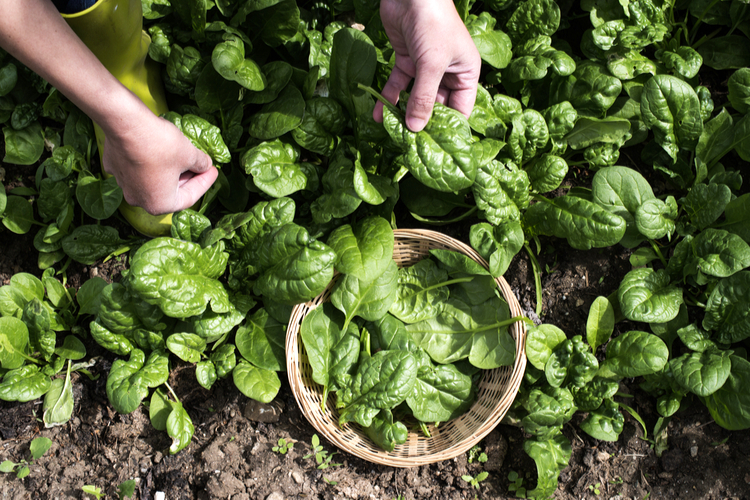 omringen Gouverneur Cumulatief Wat planten in moestuin in augustus? | Alles op een rij