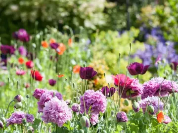 3 makkelijke tips voor een groenere tuin