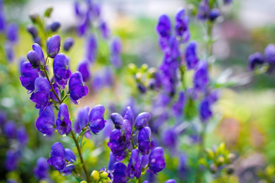 5 planten voor een tuin in de schaduw