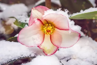 5x Winterbloeiers voor in jouw tuin